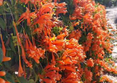 Moretons-Horticulture-Gold-Coast Orange Trumpet Vine